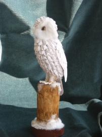 Chouette Harfang des neiges