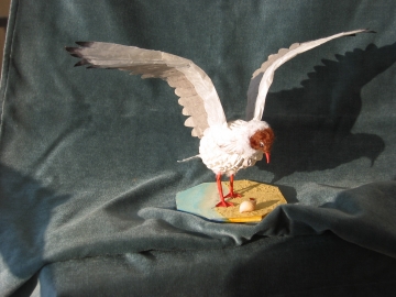 Mouette rieuse (à la pêche)