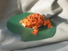 Grenouille orange